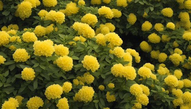 Foto un arbusto con flores amarillas que están floreciendo