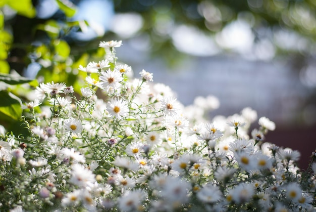 Arbusto de las flores de aster blanco