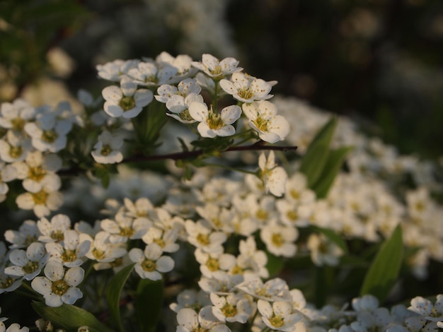 Un arbusto de flores blancas al atardecer