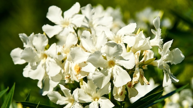 Arbusto de flores blancas en plena flor de primavera. Sochi, Rusia