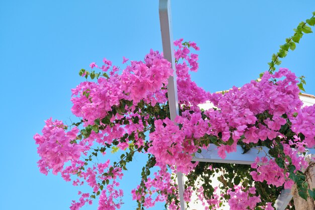 Arbusto de flores Buganvillas rosadas con flores rosas, cielo de fondo, soportes decorativos de madera. Turismo, Mediterráneo, viajes