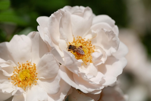 Arbusto de flores delicadas con rosas y rosa silvestre de color blanco.