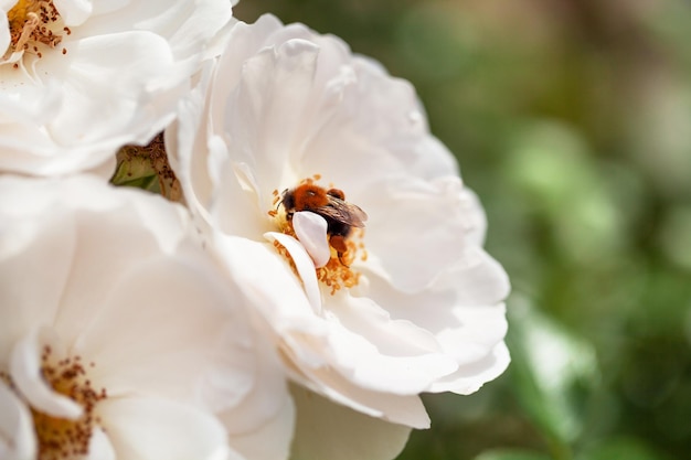 Arbusto de flores delicadas con rosas y rosa silvestre de color blanco.