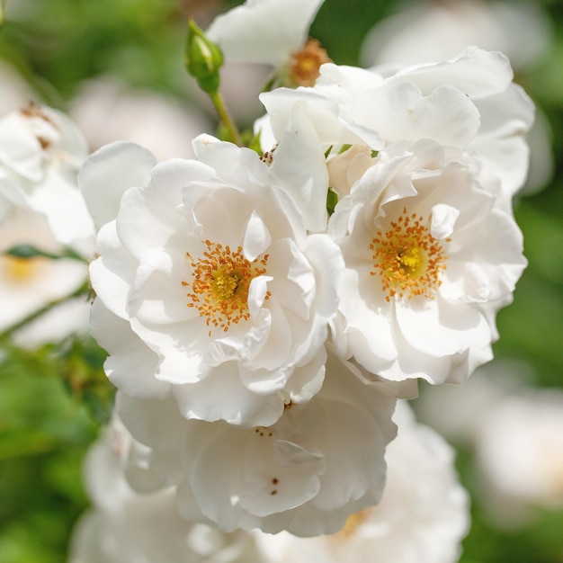 Arbusto de flores delicadas con rosas y rosa silvestre de color blanco.