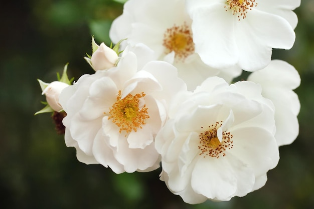 Arbusto de flores delicadas con rosas y rosa silvestre de color blanco.