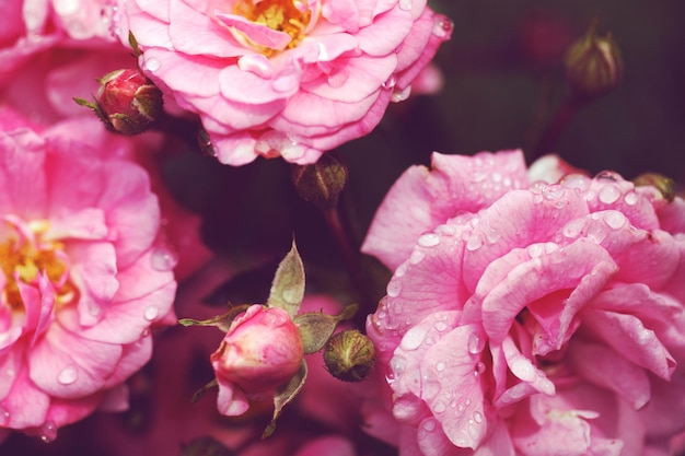 Arbusto de flores delicadas con rosas y rosas silvestres