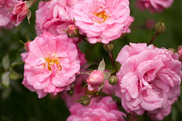 Arbusto de flores delicadas con rosas y rosas silvestres