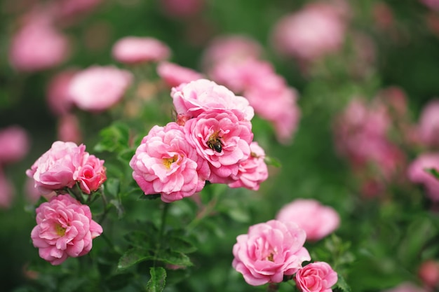 Arbusto de flores delicadas con rosas y rosas silvestres