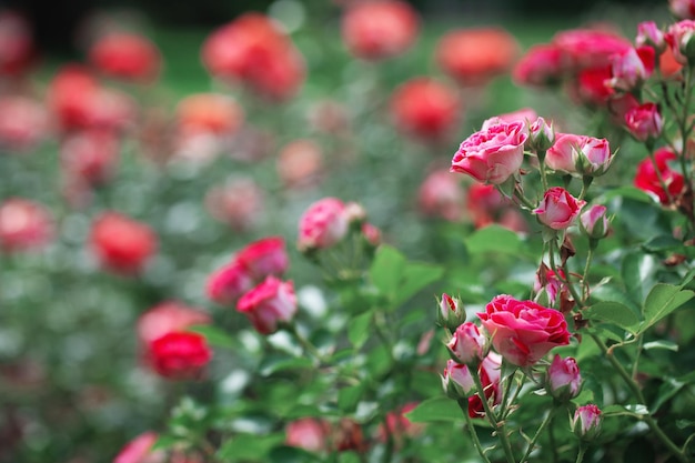 Arbusto de flores delicadas con rosas y rosas silvestres