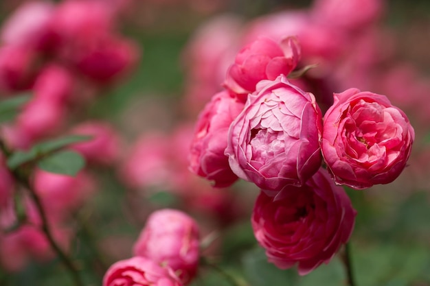 Arbusto de flores delicadas con rosas y rosas silvestres