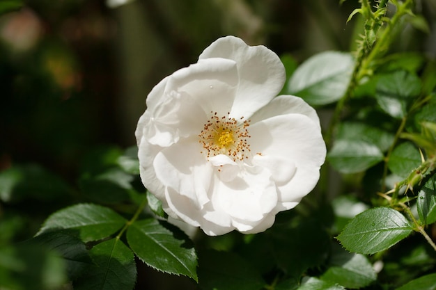 Arbusto de flores delicadas con rosas y rosas silvestres