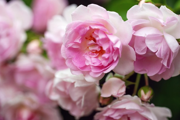 Arbusto de flores delicadas con rosas y rosas silvestres