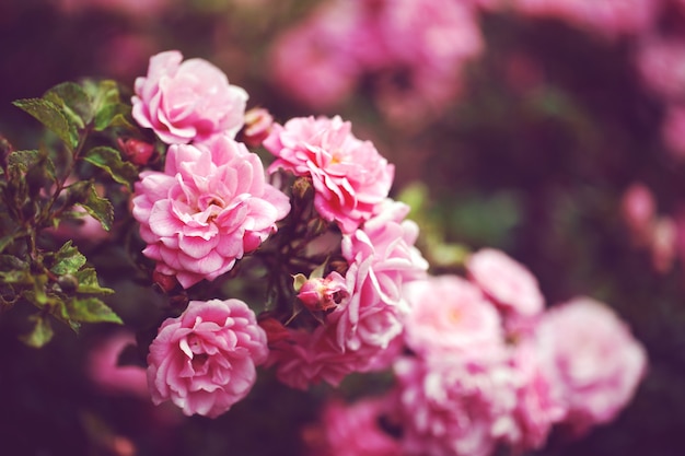 Arbusto de flores delicadas con rosas y rosas silvestres