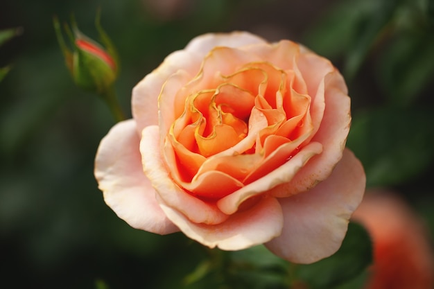 Arbusto de flores delicadas con rosas y rosas silvestres