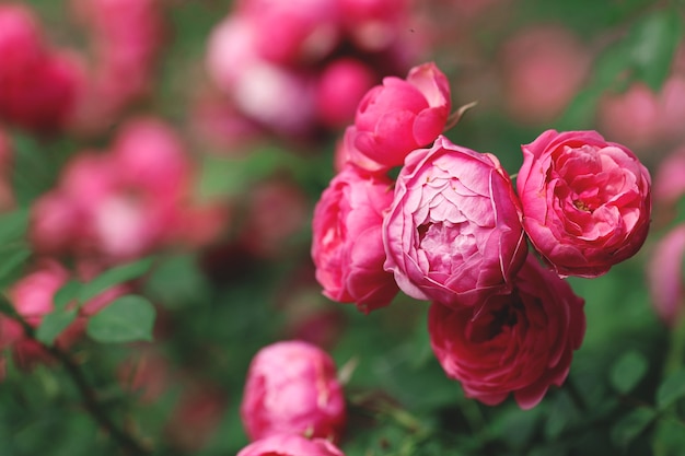 Arbusto de flores delicadas con rosas y rosas silvestres