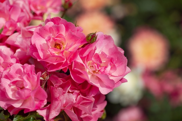 Arbusto de flores delicadas con rosas y rosas silvestres