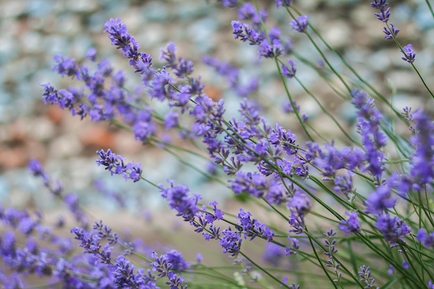 Arbusto con flores de lavanda en desenfoque a la luz del sol