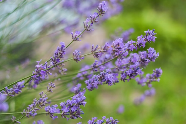 Arbusto con flores de lavanda en desenfoque a la luz del sol