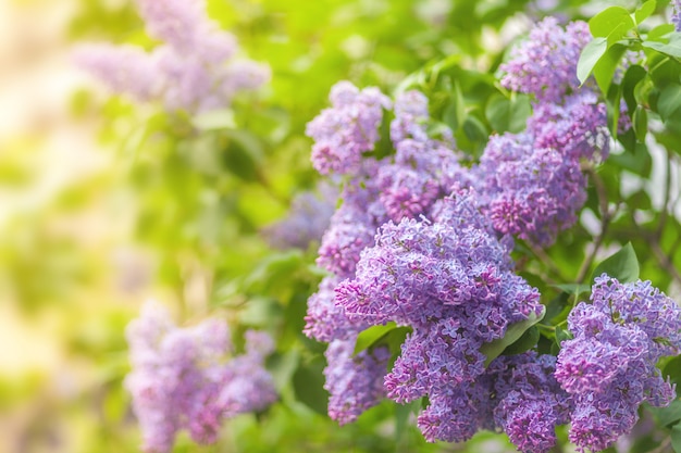 arbusto de flores lilas en el sol. Flores de primavera