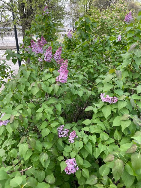 Foto un arbusto con flores moradas y hojas verdes.