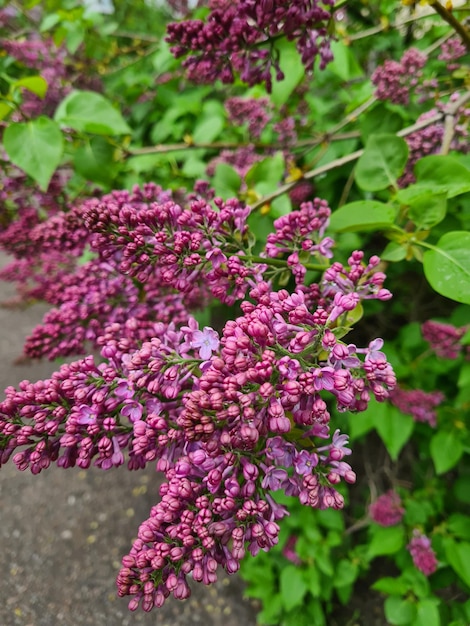 Un arbusto de flores moradas con la palabra "lila".