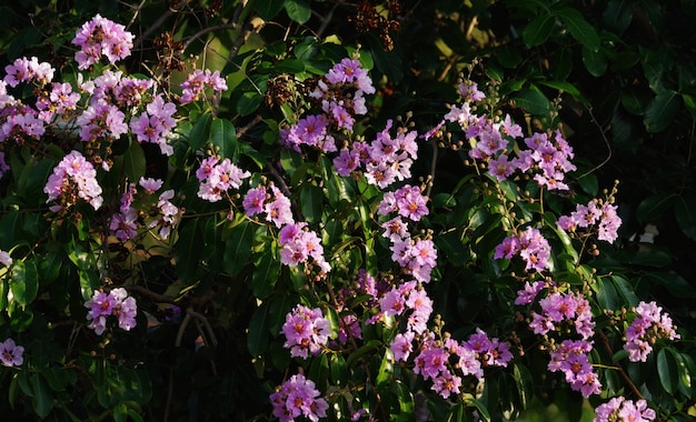 Un arbusto de flores moradas con la palabra "en su costado".