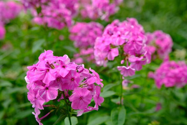 Arbusto de flores de Phlox Paniculata Pink Flame en flor en el jardín en un día soleado