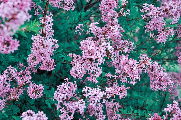 Arbusto de flores de primavera con flores pequeñas Fondo natural