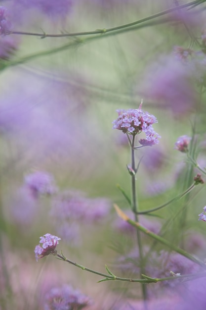 Arbusto de flores púrpura