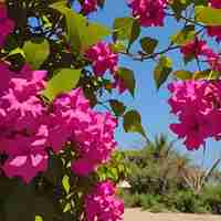 Foto un arbusto con flores púrpuras y hojas verdes en el fondo