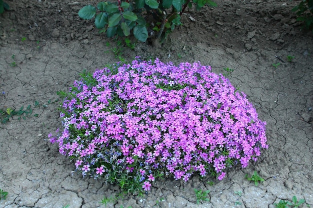 Foto un arbusto con flores púrpuras