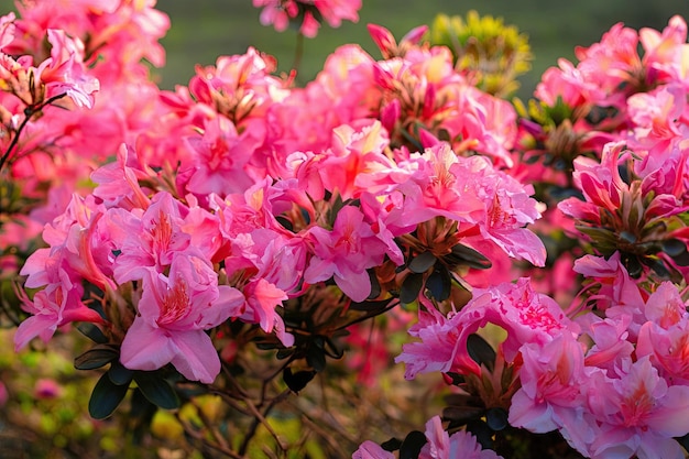 Un arbusto de flores que es de color rosa y blanco.