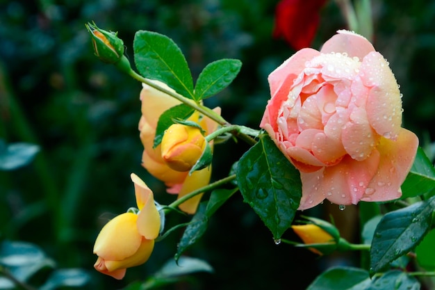 Un arbusto de flores rosadas y amarillas en primer plano Hojas verdes en la parte posterior fondo borroso