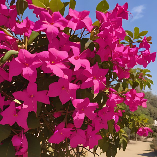 Foto un arbusto con flores rosas y hojas verdes contra un cielo azul