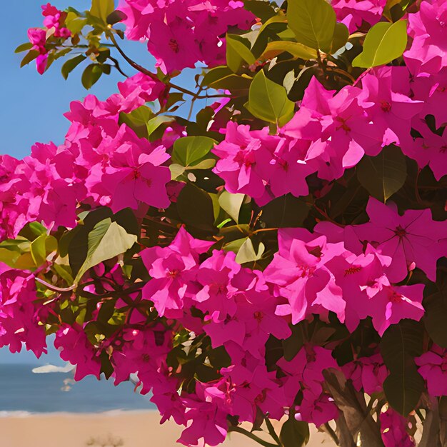 Foto un arbusto con flores rosas que dicen bougainvillea en él