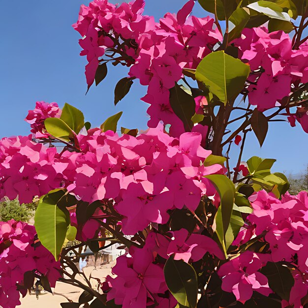 Foto un arbusto con flores rosas que dicen bougainvillea