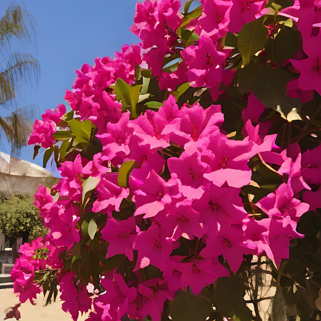 un arbusto con flores rosas que dicen bougainvillea