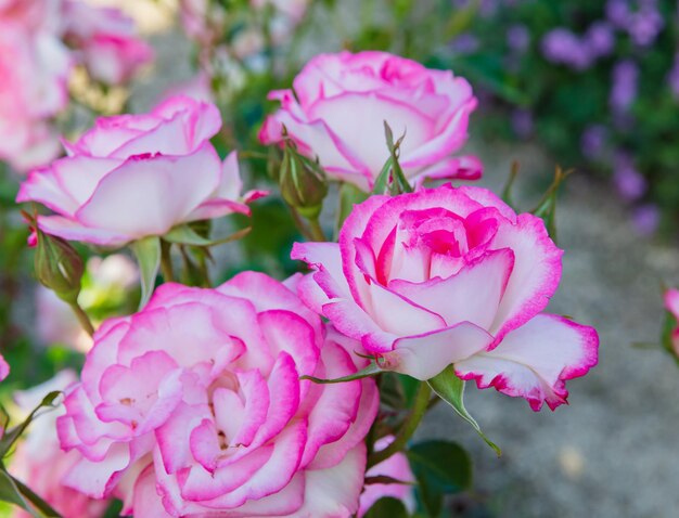 Arbusto De Flores Rosas Rosa (Rosa Bonica Meidomonac)