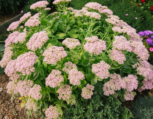 Un arbusto de flores verdes de la planta Sedum telephum Decoración de jardines y paisajes Flores de color rosa suave