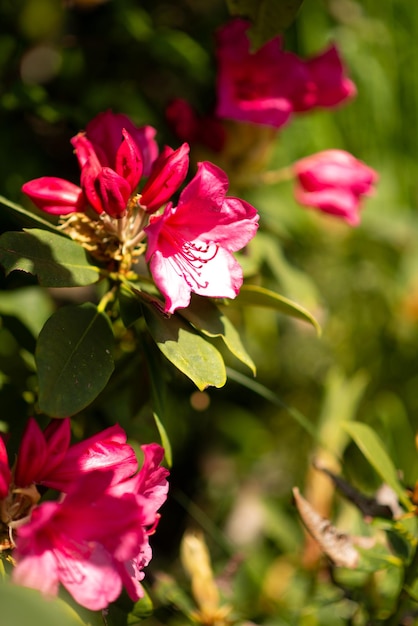 Arbusto florido de rodendros rosa de perto