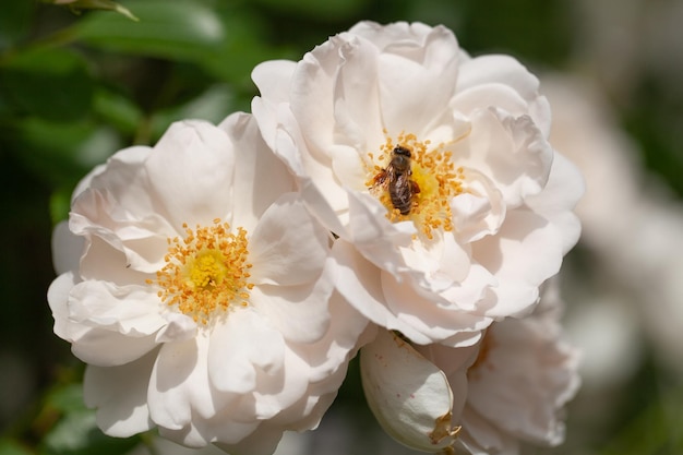 Arbusto florido delicado com rosas e cor branca rosa selvagem