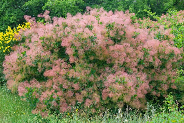 Arbusto florido Árvore de fumaça de sumagre rosa à luz do sol