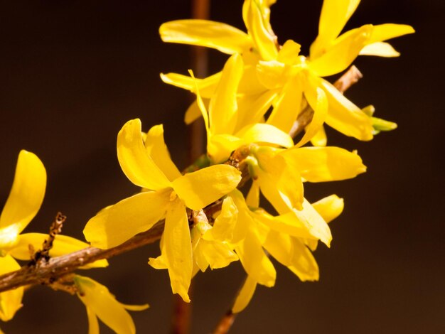 Arbusto de Forsythia en flor.