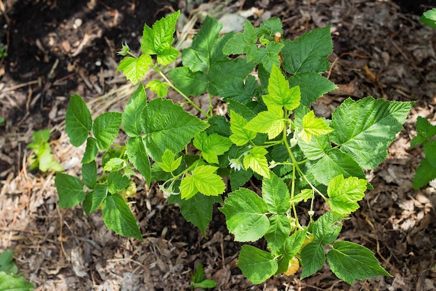 Arbusto de frambuesa joven en el jardín