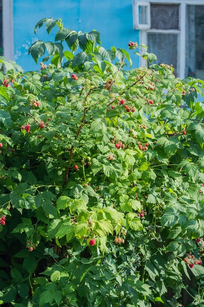 Arbusto de frambuesa roja en el jardín