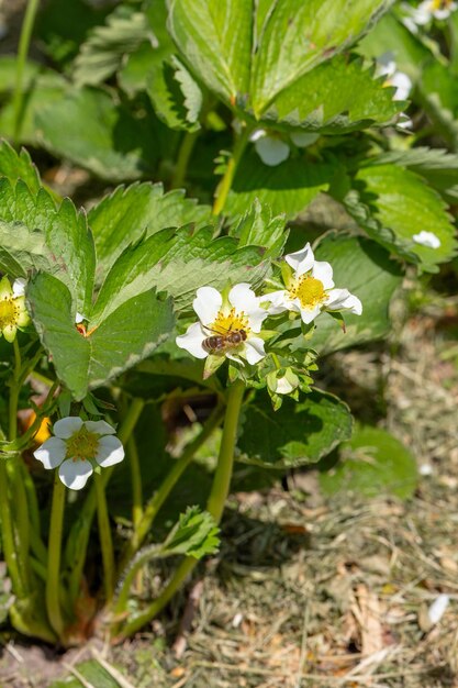 Un arbusto de fresa en flor con una abeja en el jardín