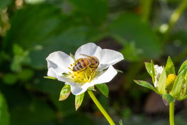 Un arbusto de fresa en flor con una abeja en el jardín