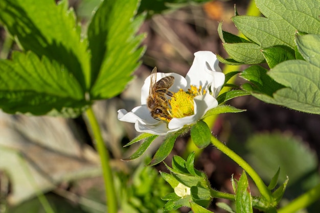 Un arbusto de fresa en flor con una abeja en el jardín