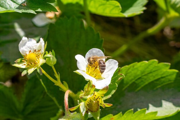 Un arbusto de fresa en flor con una abeja en el jardín