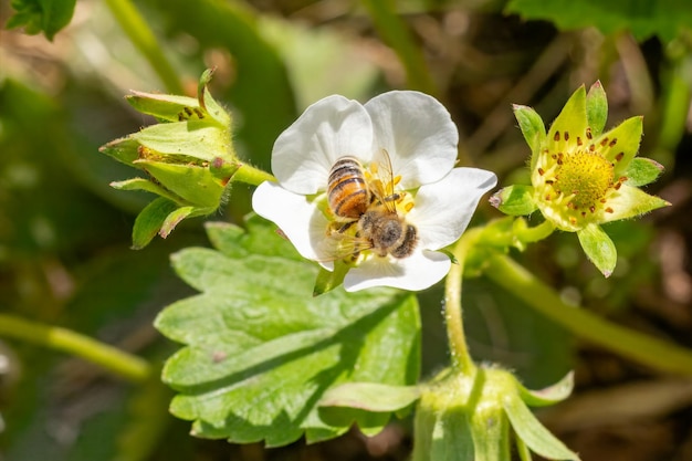 Un arbusto de fresa en flor con una abeja en el jardín